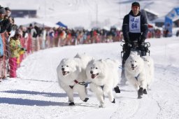 Lenk 2013